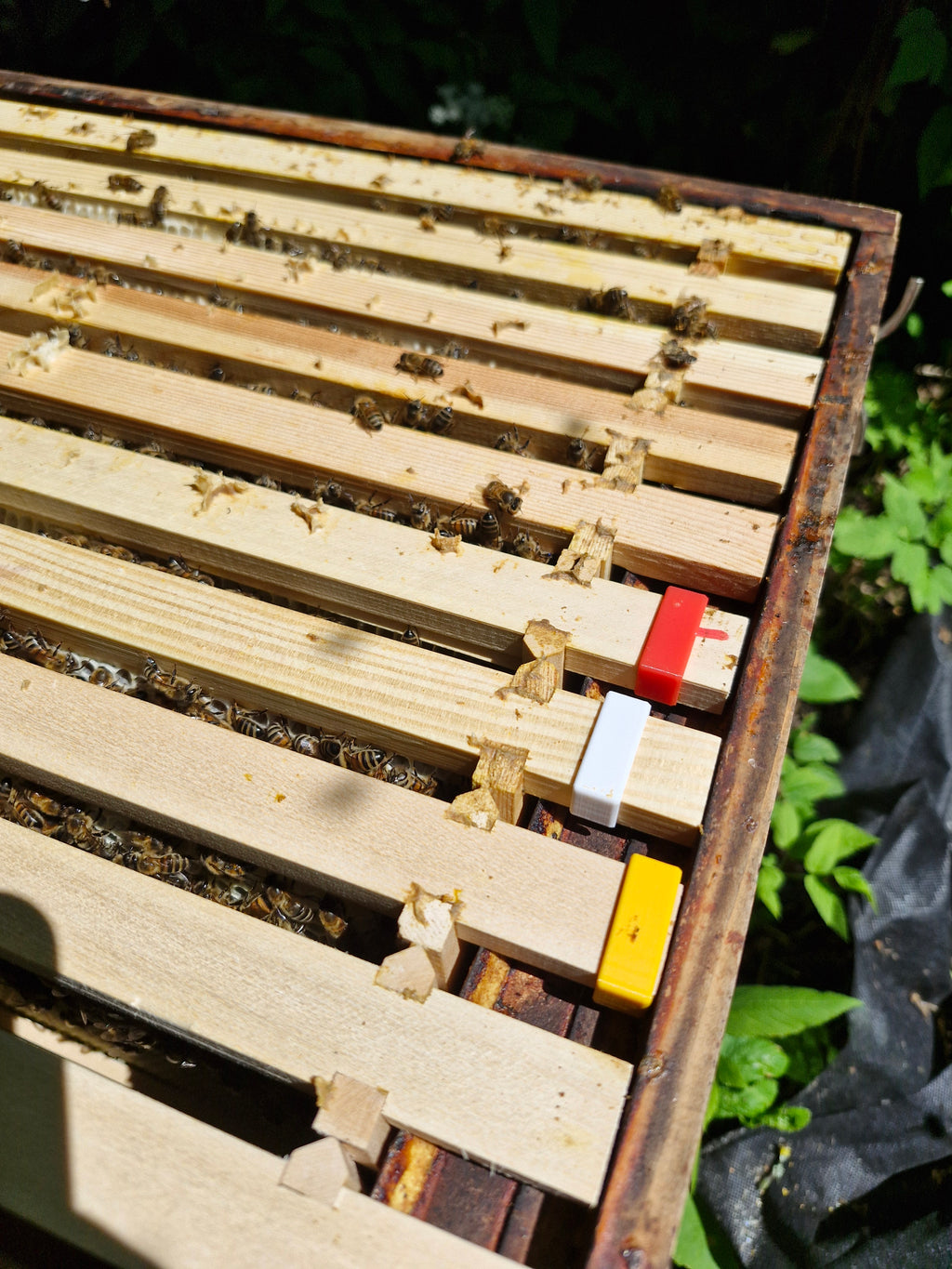 Bee Frame identification clips pack of 14