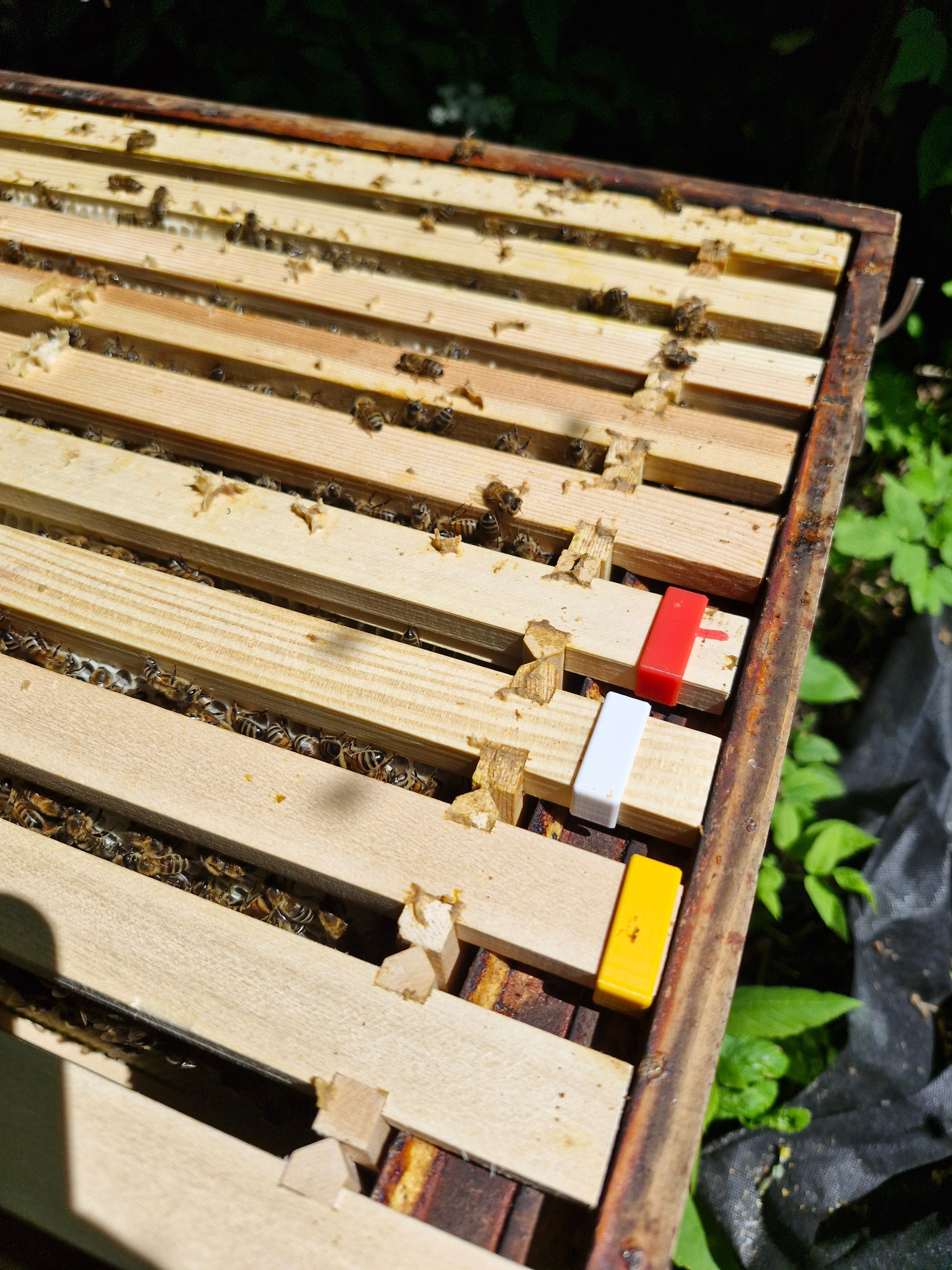 Bee Frame identification clips pack of 14