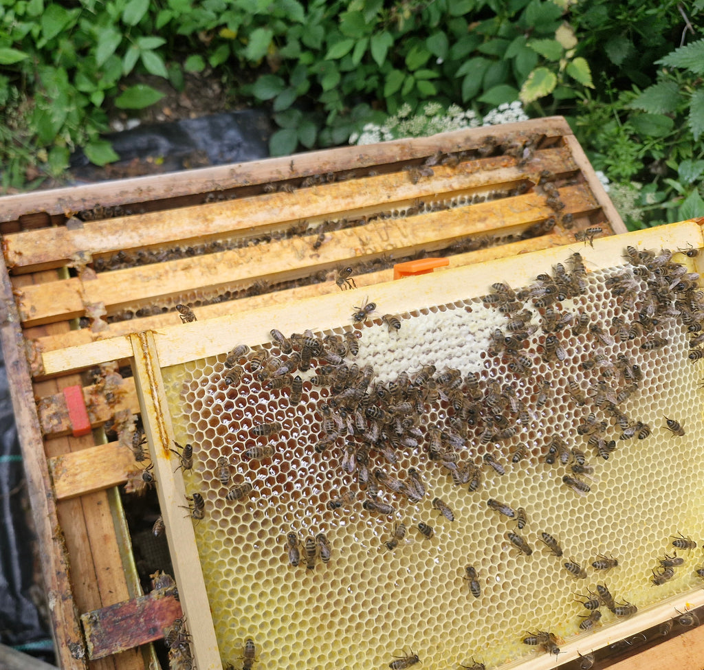 Bee Frame inspection riser, raises the frame in order to look for queen or eggs