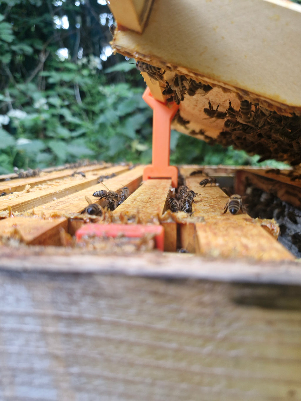 Bee Frame inspection riser, raises the frame in order to look for queen or eggs
