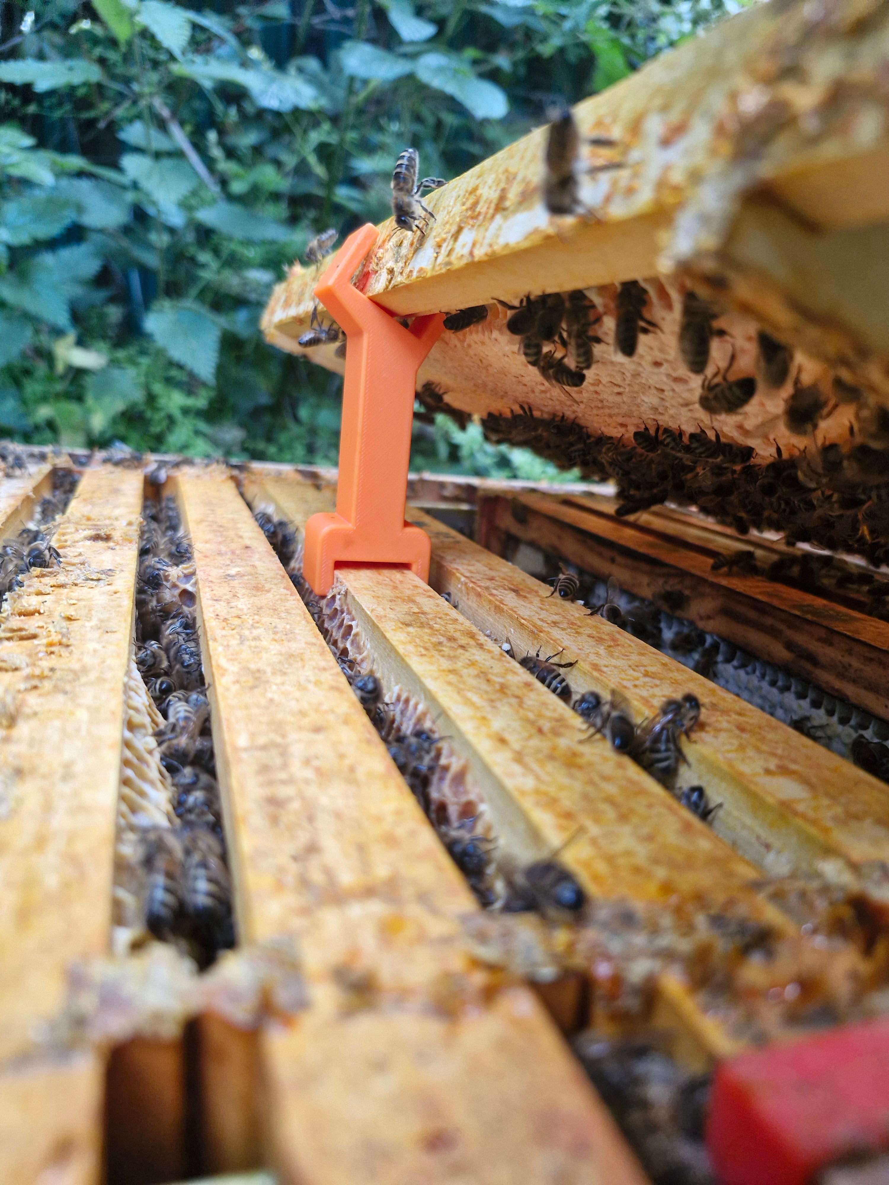 Bee Frame inspection riser, raises the frame in order to look for queen or eggs