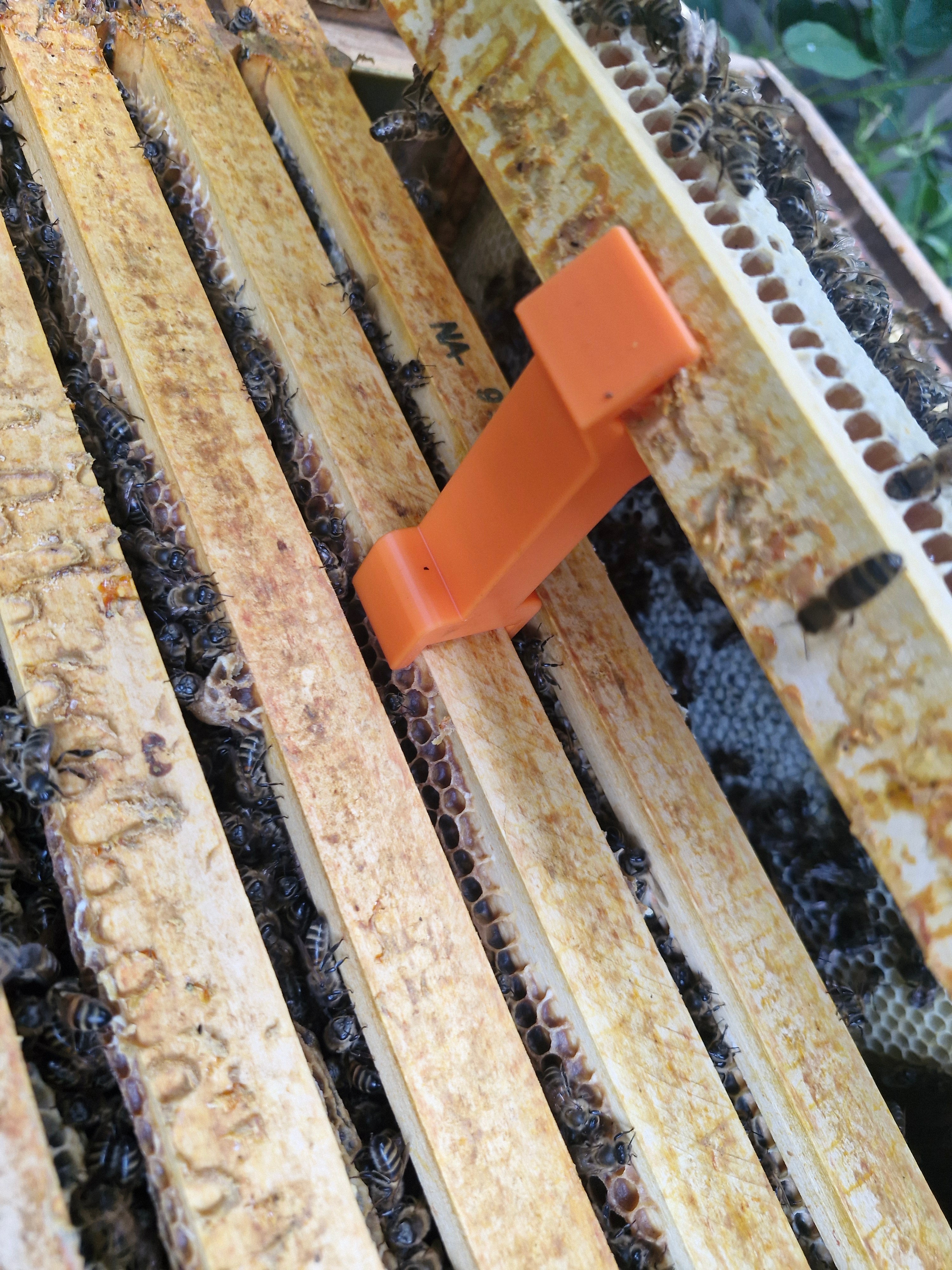 Bee Frame inspection riser, raises the frame in order to look for queen or eggs