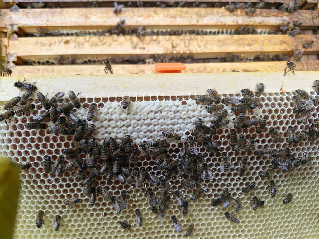 Bee Frame inspection riser, raises the frame in order to look for queen or eggs