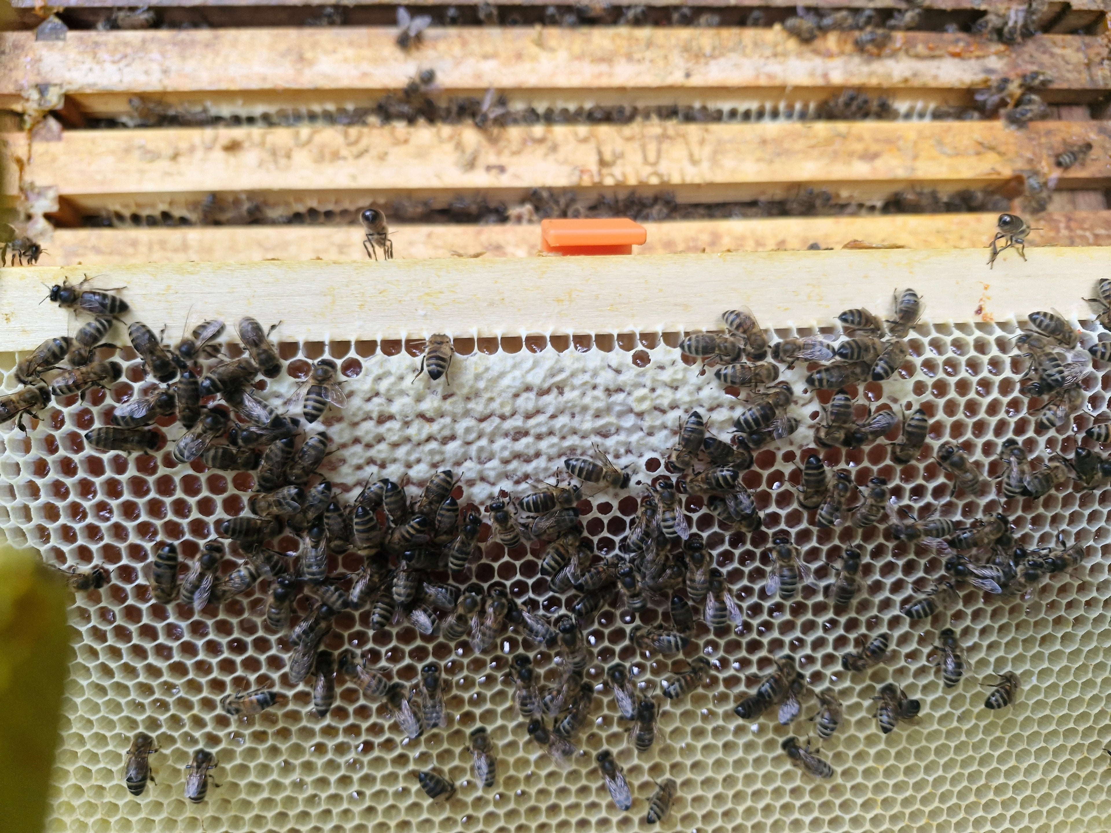 Bee Frame inspection riser, raises the frame in order to look for queen or eggs