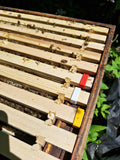 Bee Frame identification clips pack of 14