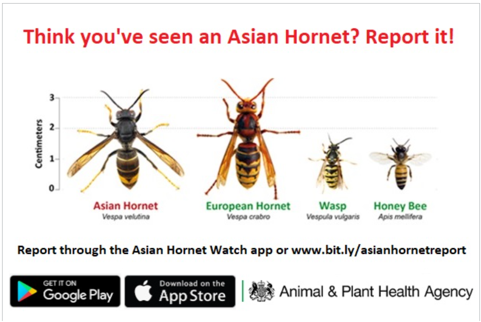 Round Asian Hornet trap (workers and Queen trap), works with Any plastic Bottle
